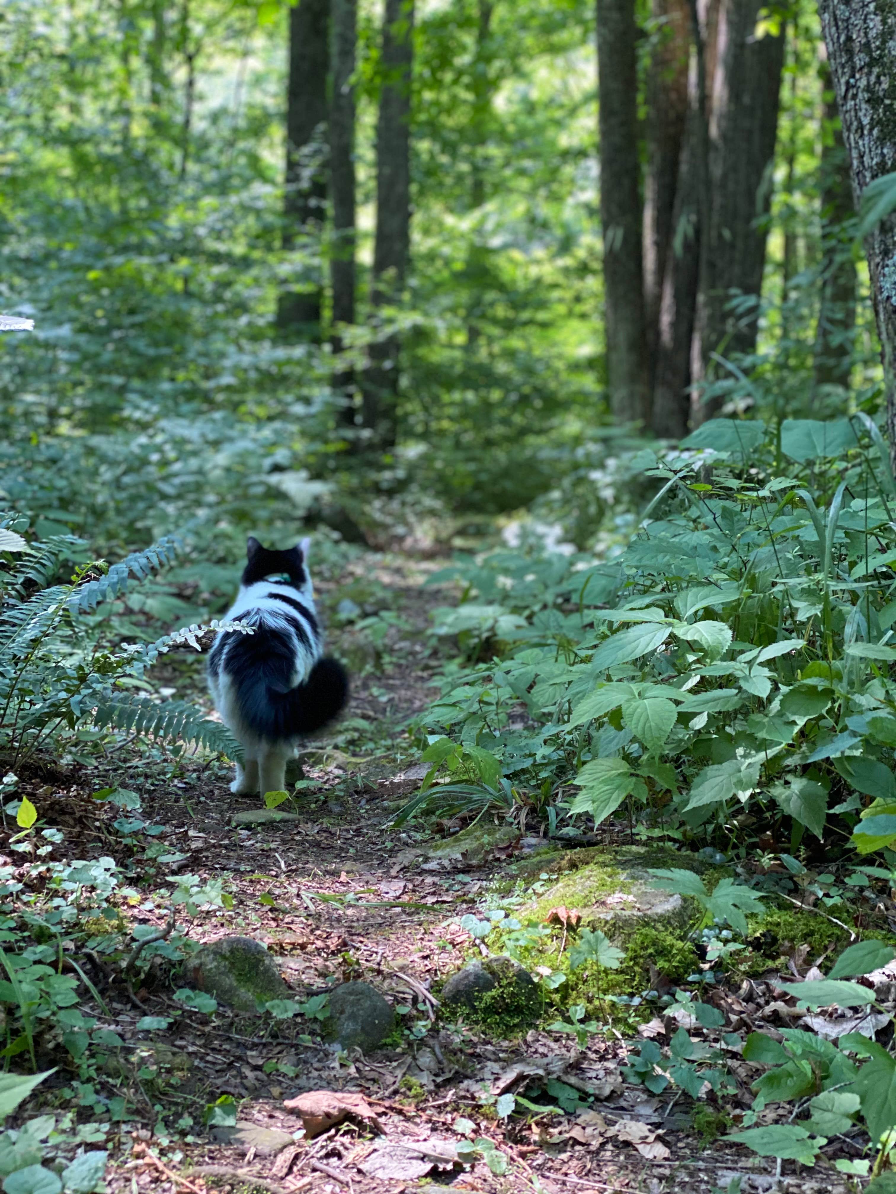 kallan's photo of camping with pets at Medix Run Camping Area — Moshannon State Forest near Clearfield, PA
