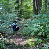 Review photo of Moshannon State Forest by kallan , July 30, 2022