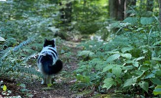 kallan's photo of camping with pets at Medix Run Camping Area — Moshannon State Forest near Snow Shoe, PA