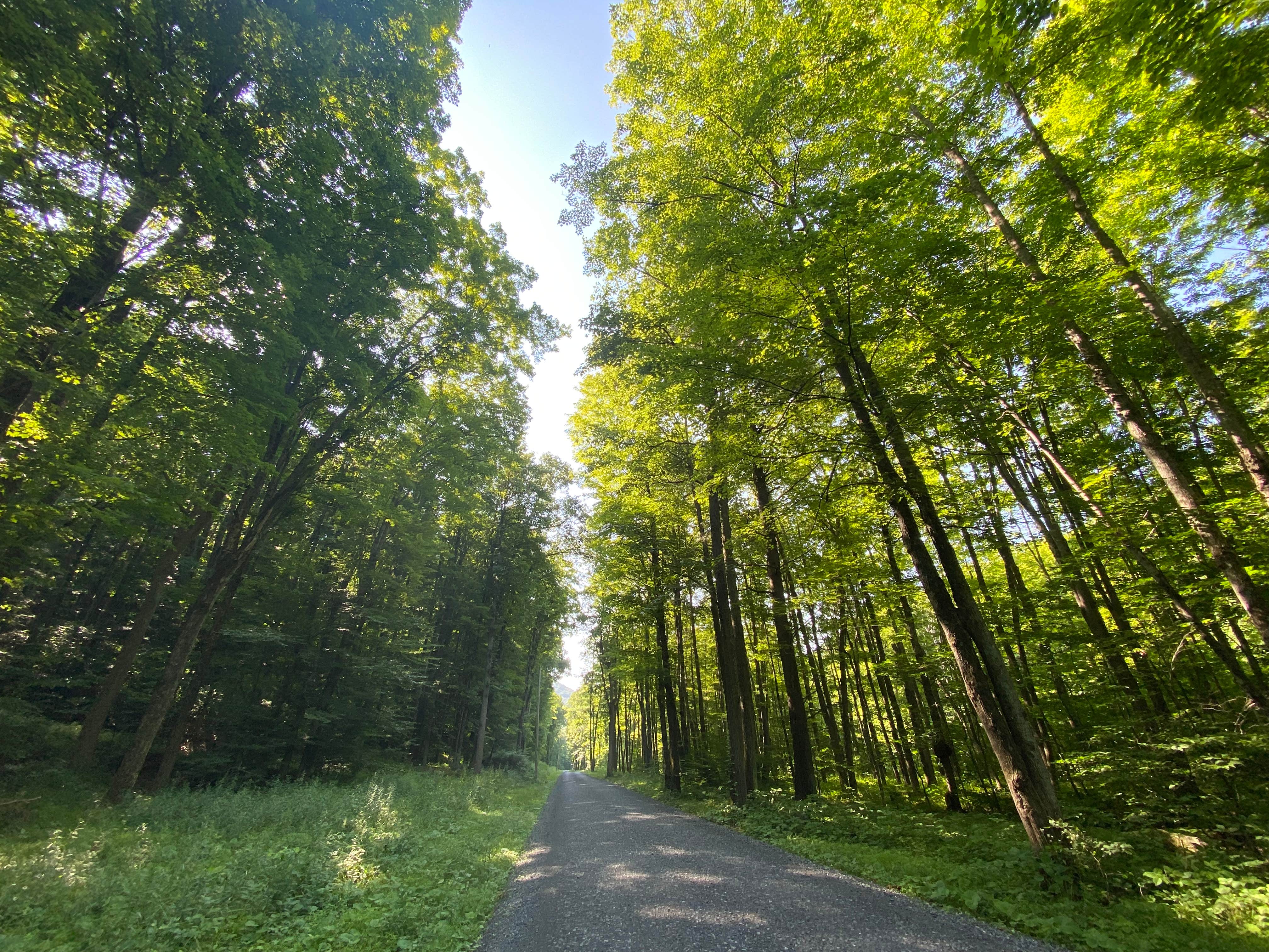 Camper-submitted photo at Medix Run Camping Area — Moshannon State Forest near Penfield, PA