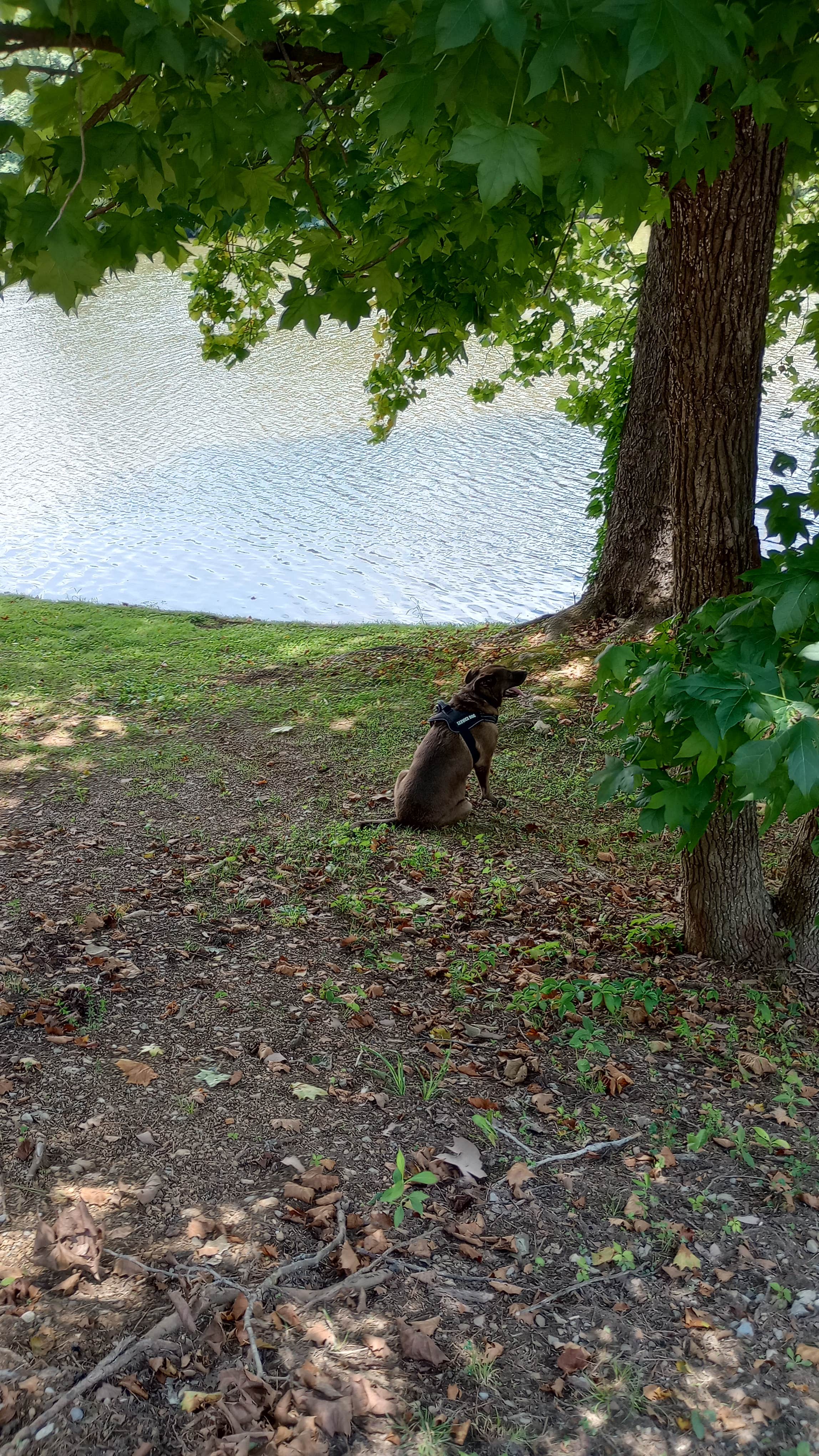 Camper-submitted photo at Soaring Eagle Campground near Harriman, TN