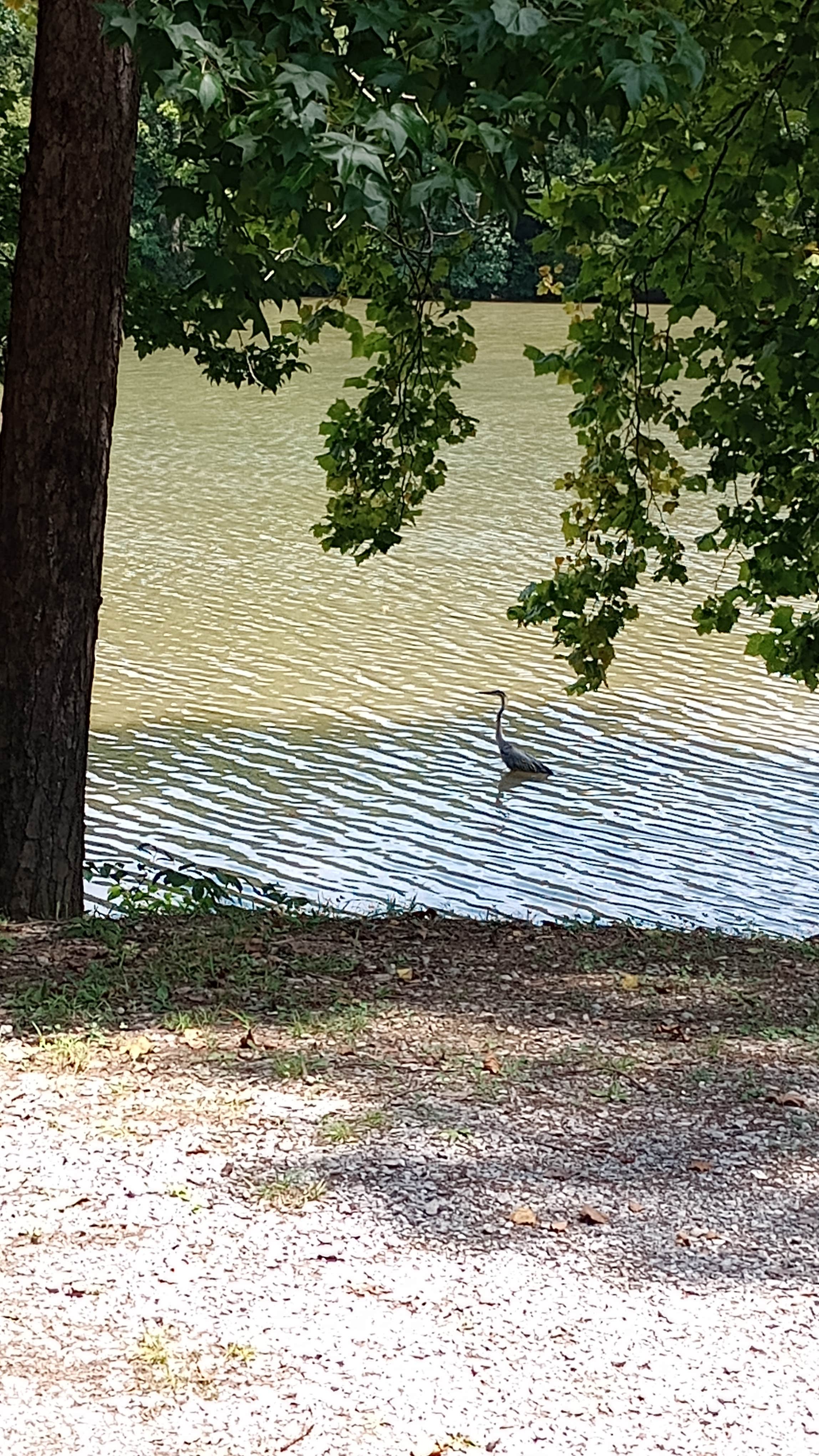 Camper-submitted photo at Soaring Eagle Campground near Harriman, TN