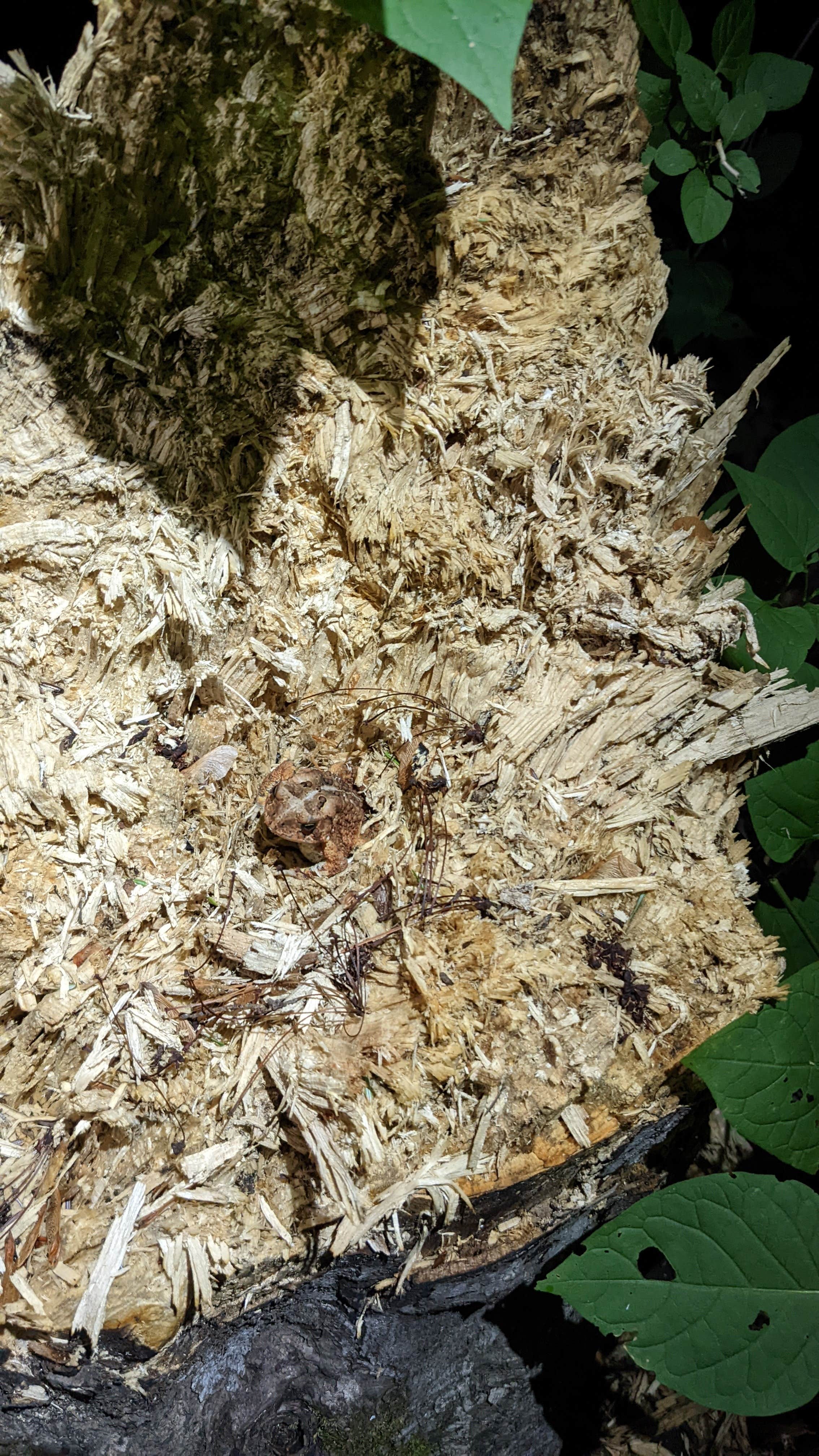 Camper-submitted photo at Pretty Lake State Forest Campground near Grand Marais, MI