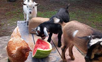 james M.'s photo of camping with pets at North Shore Relic Ranch near Windermere, FL