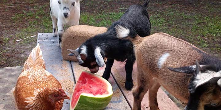 Camper submitted image from North Shore Relic Ranch