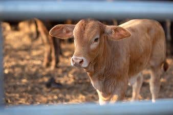 Camper-submitted photo at North Shore Relic Ranch near Groveland, FL