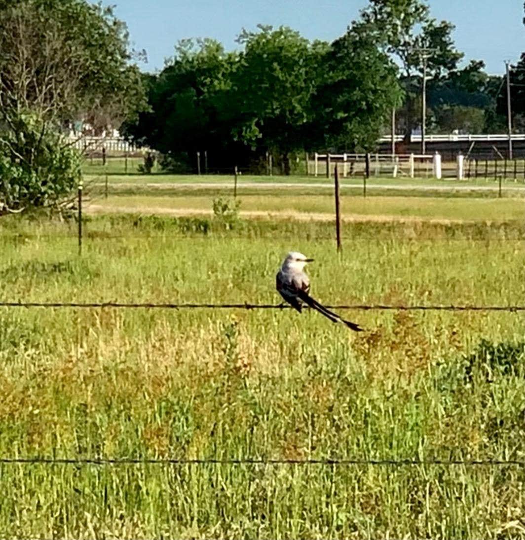 Camper-submitted photo at North Shore Landing near Lone Oak, TX