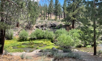 Camping near Sagehen Meadows Campground: Big Springs Campground, Inyo National Forest, California