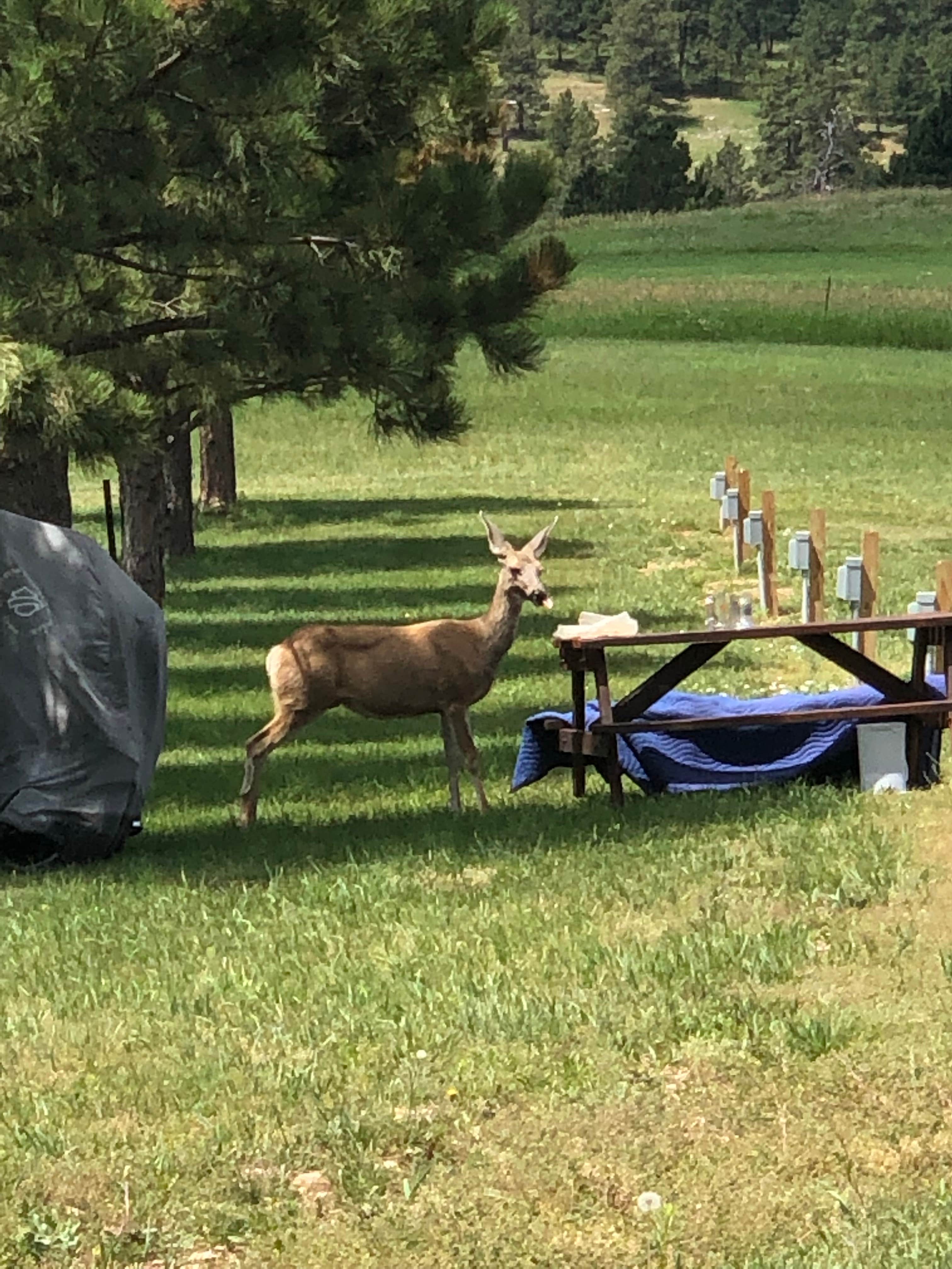 Camper submitted image from Bulldog Creek Campground - 4