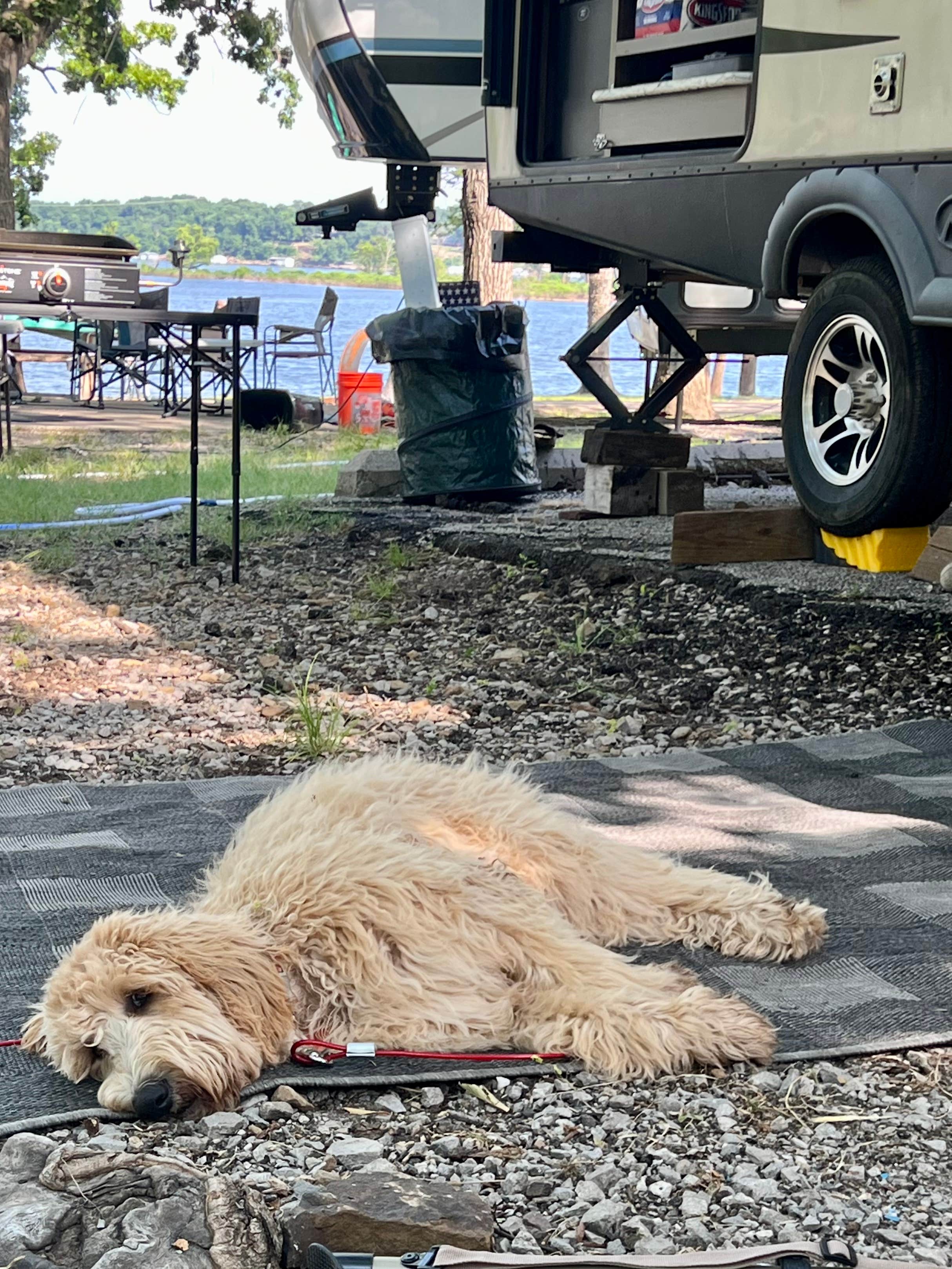 Stephani K.'s photo of camping with pets at Blue Bill Point near Tahlequah, OK