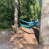 Review photo of Fish Creek Campground — Glacier National Park by Jade P., July 31, 2022