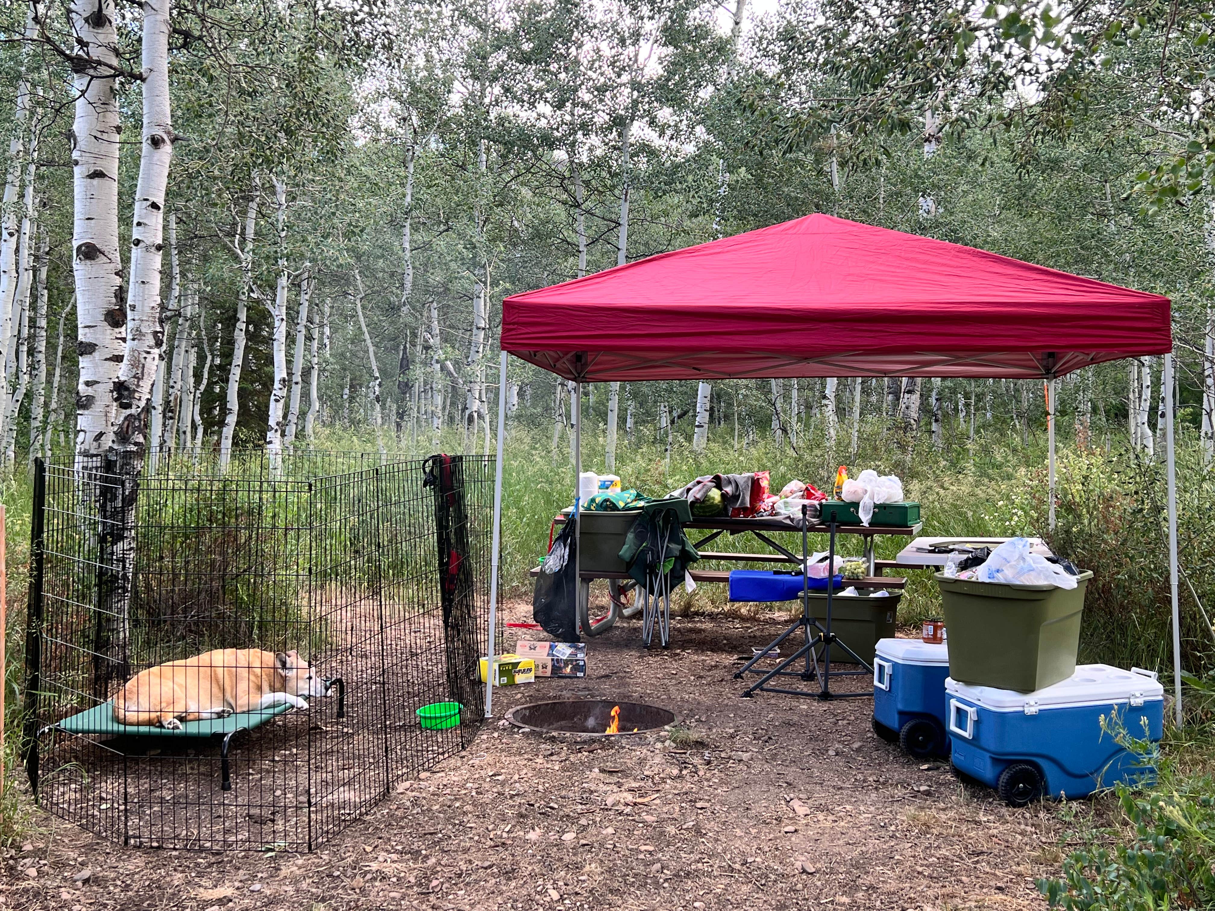 Denice P.'s photo at Little Deer Creek Campground — Wasatch Mountain State Park near Wallsburg, UT