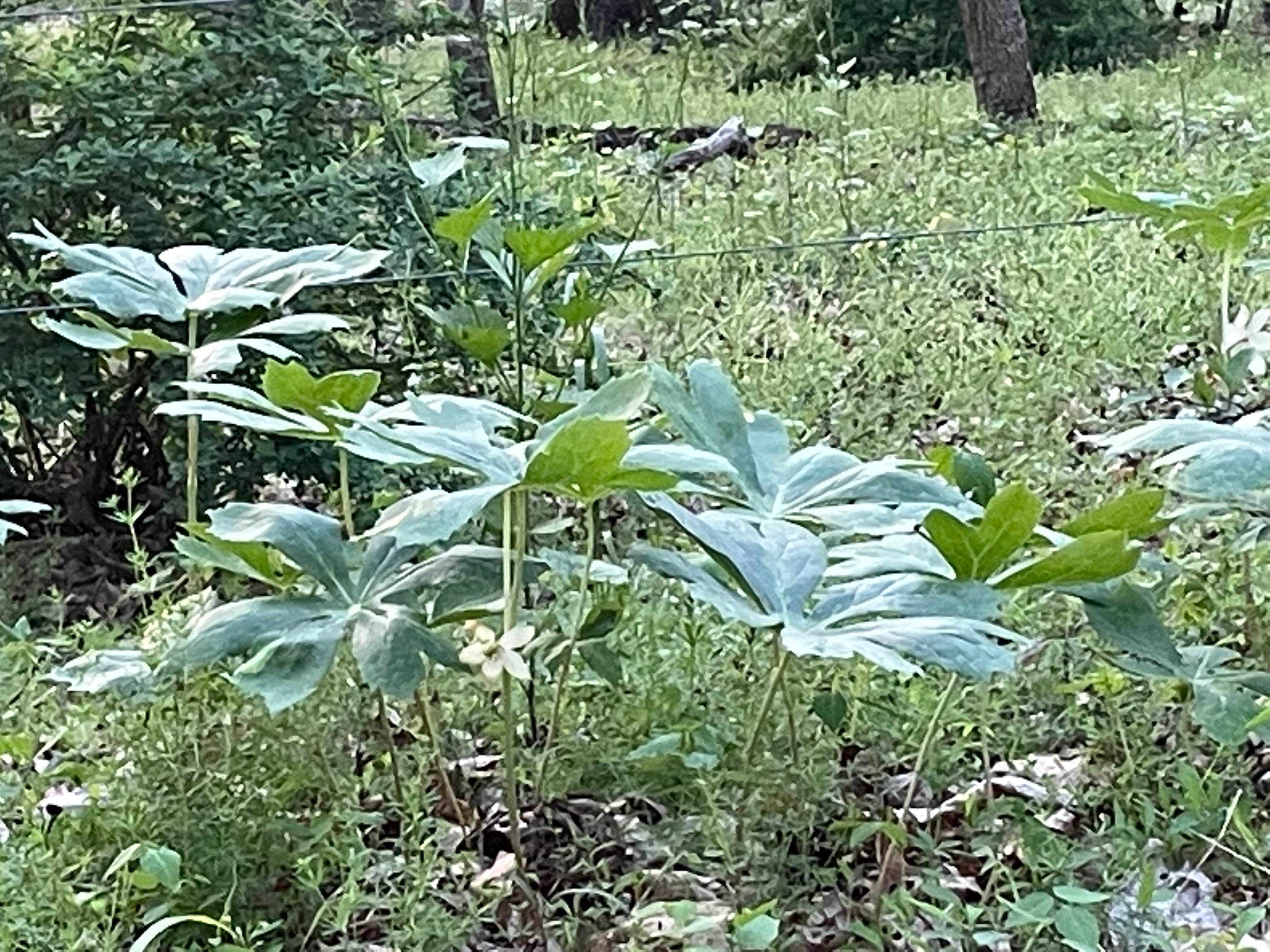 Camping near Manor - Cunningham Falls State Park: Crows Nest Campground, Thurmont, Maryland
