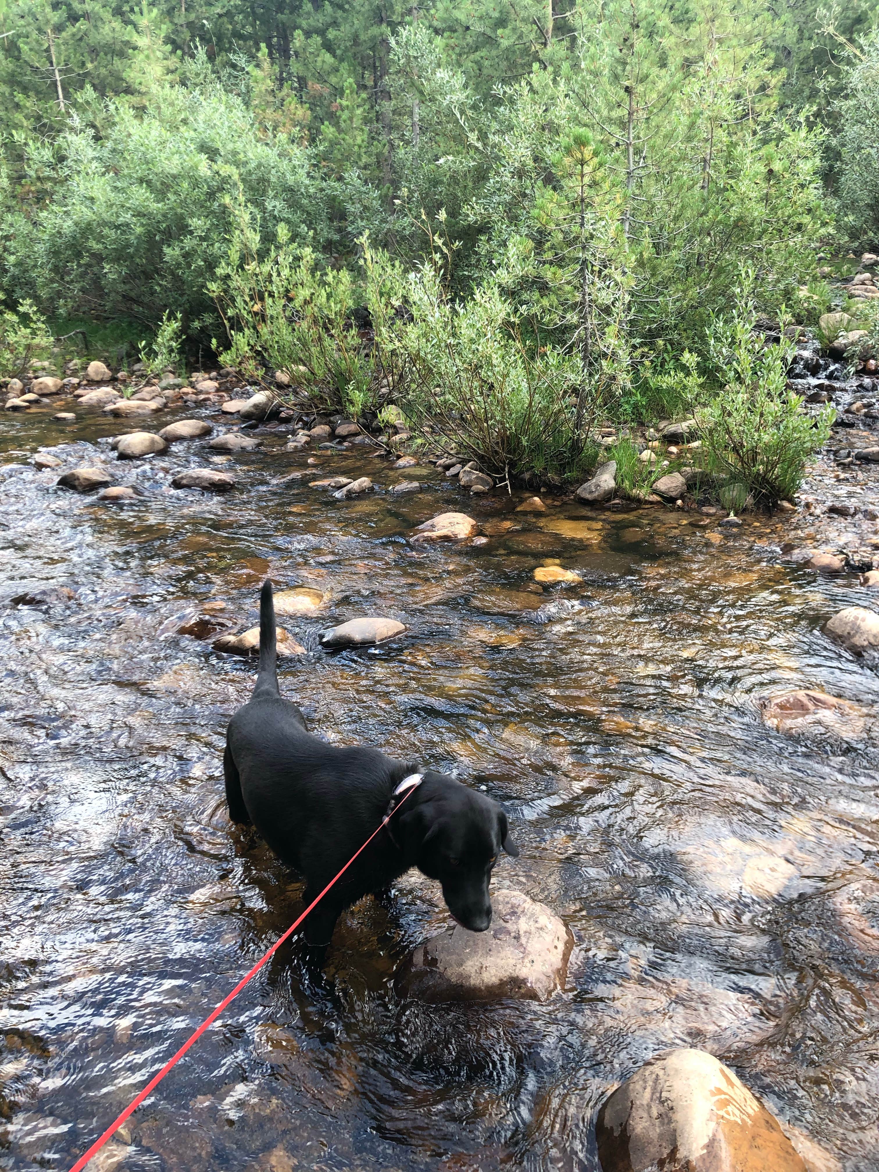 Shantaye G.'s photo of camping with pets at Shady Dell Campground — Uinta Wasatch Cache National Forest near Kamas, UT