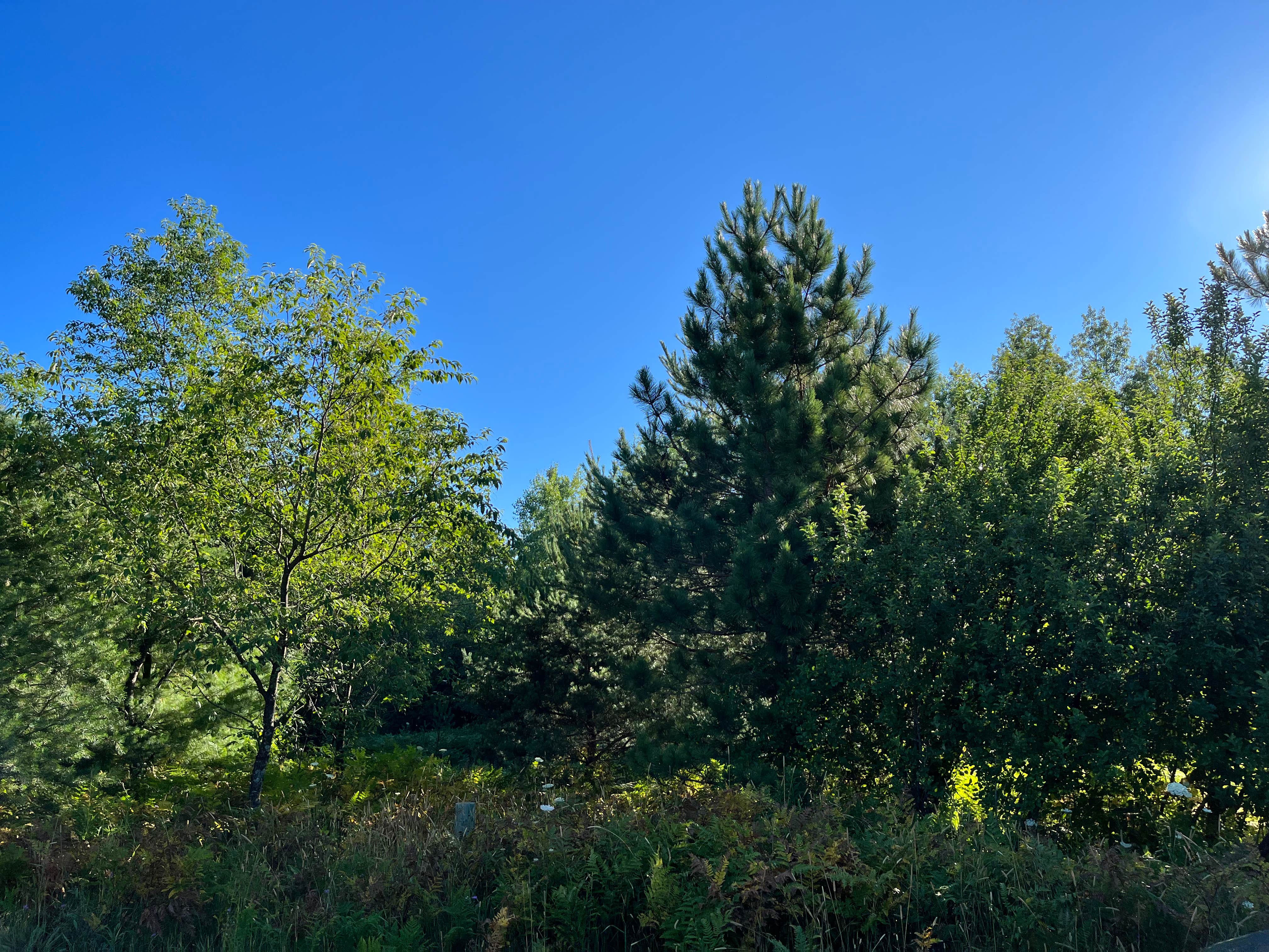 Camping near Sturgeon Valley Campground: Haakwood State Forest Campground, Wolverine, Michigan