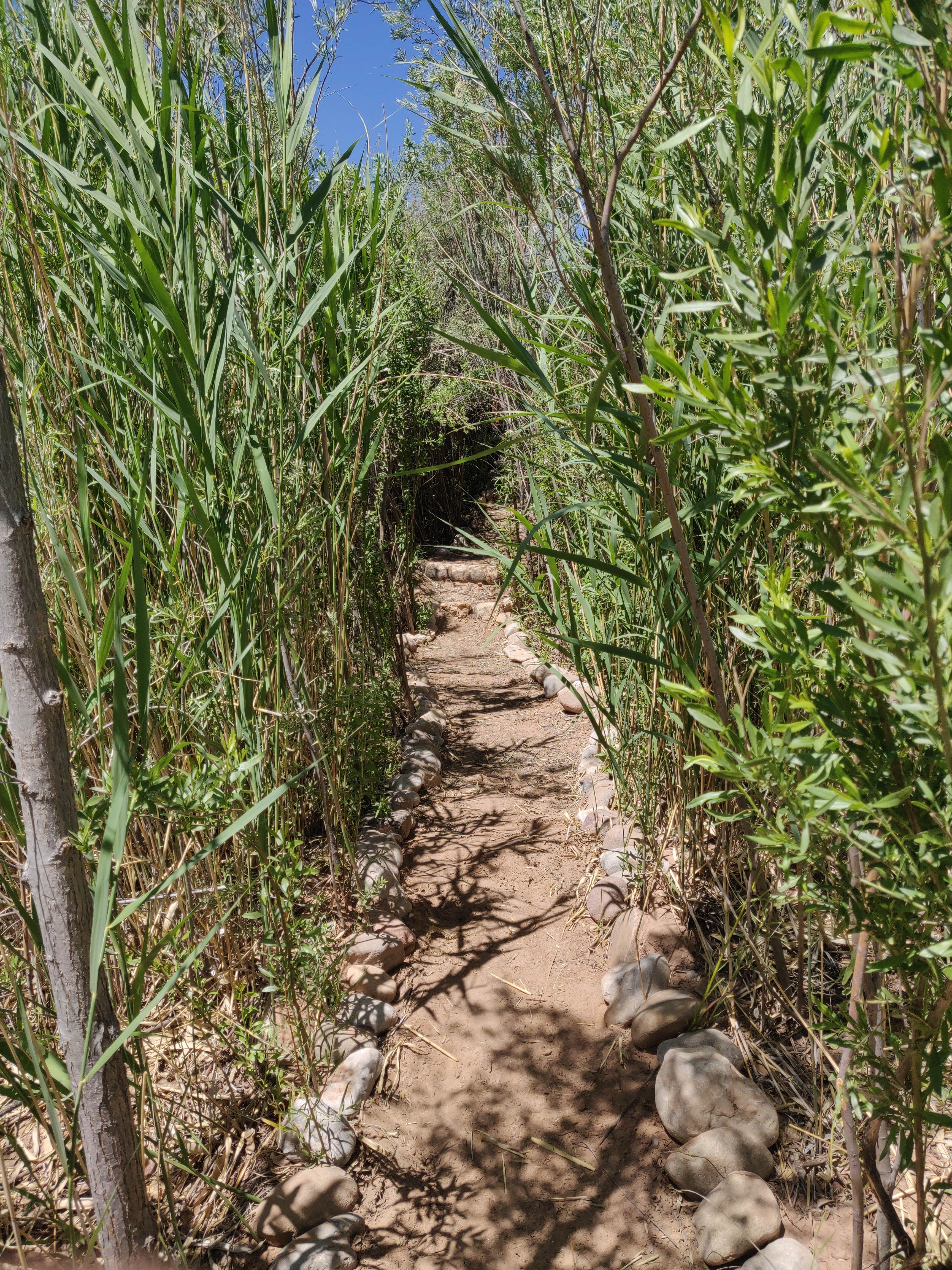 Camper-submitted photo at Virgin River Campgrounds near Mesquite, NV