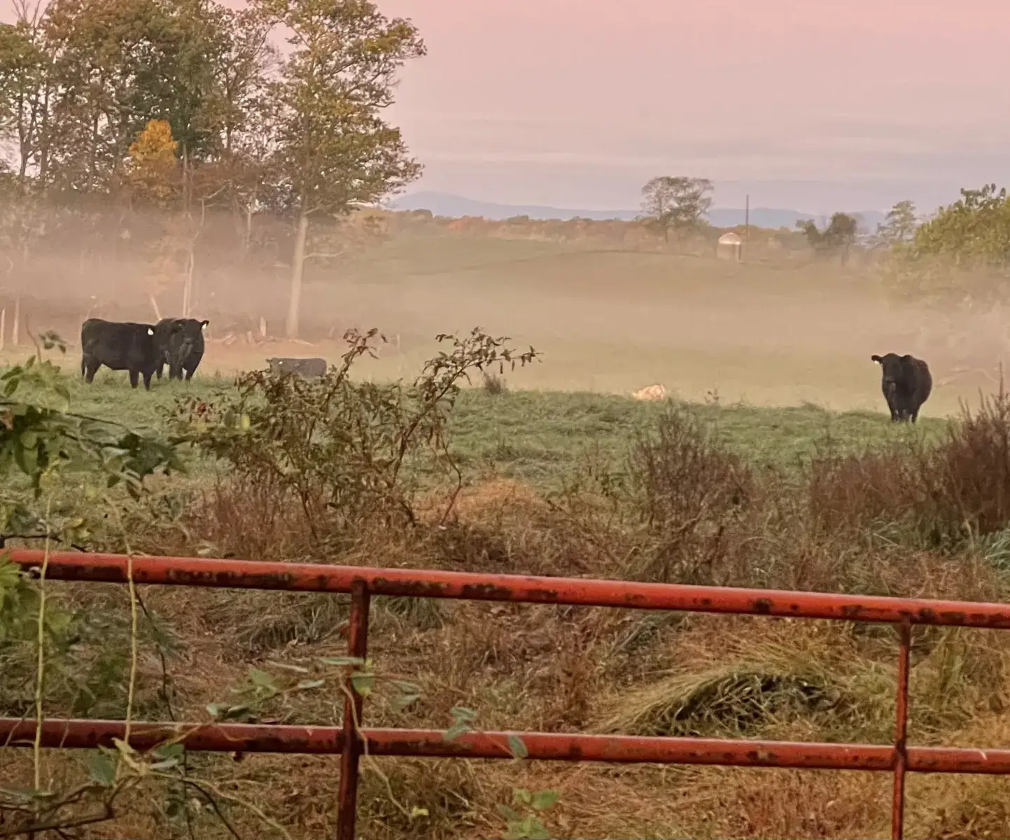 Camper-submitted photo at The HarmStead Campground near Flint Hill, VA