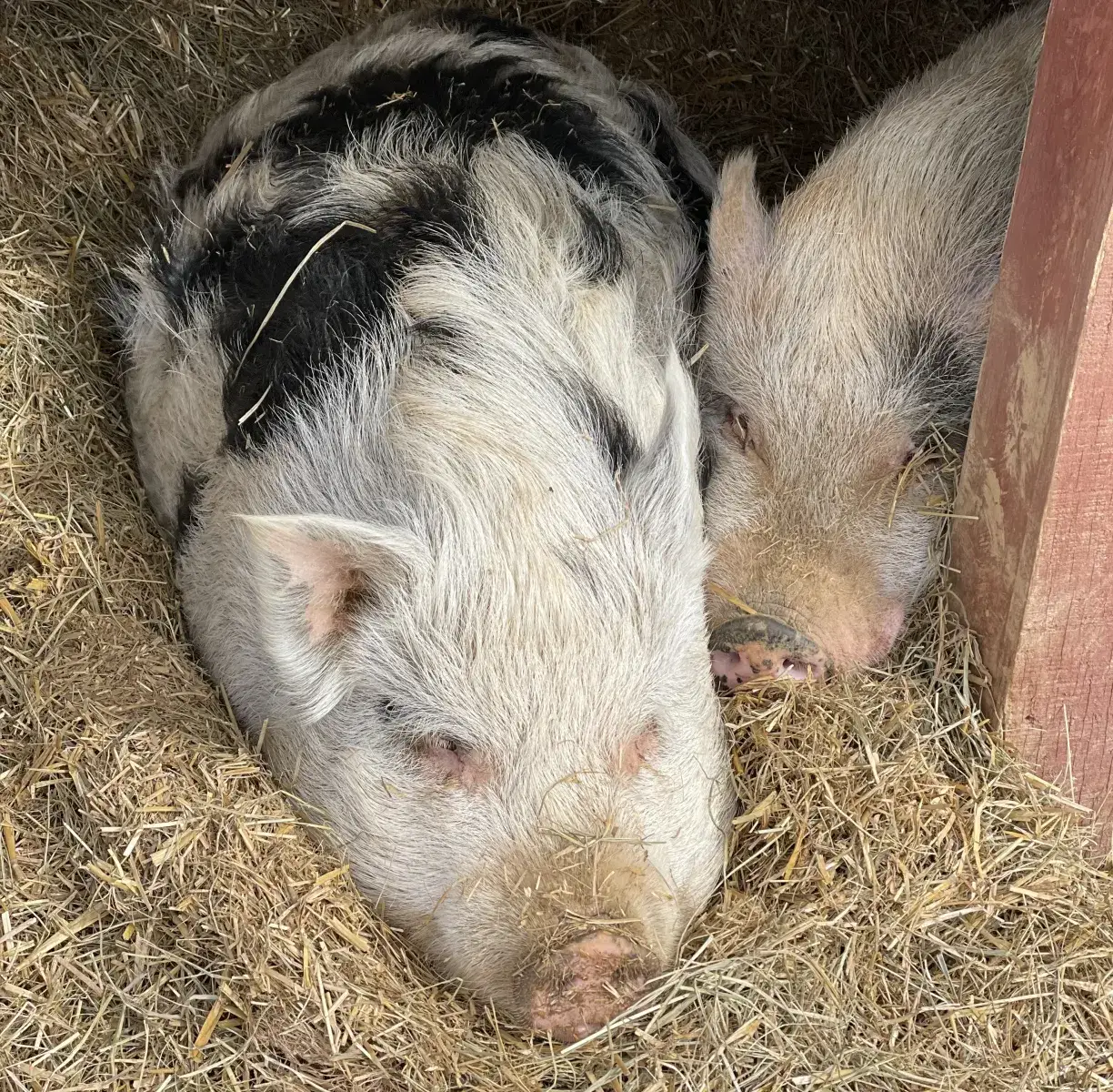 Camper-submitted photo at The HarmStead Campground near Flint Hill, VA