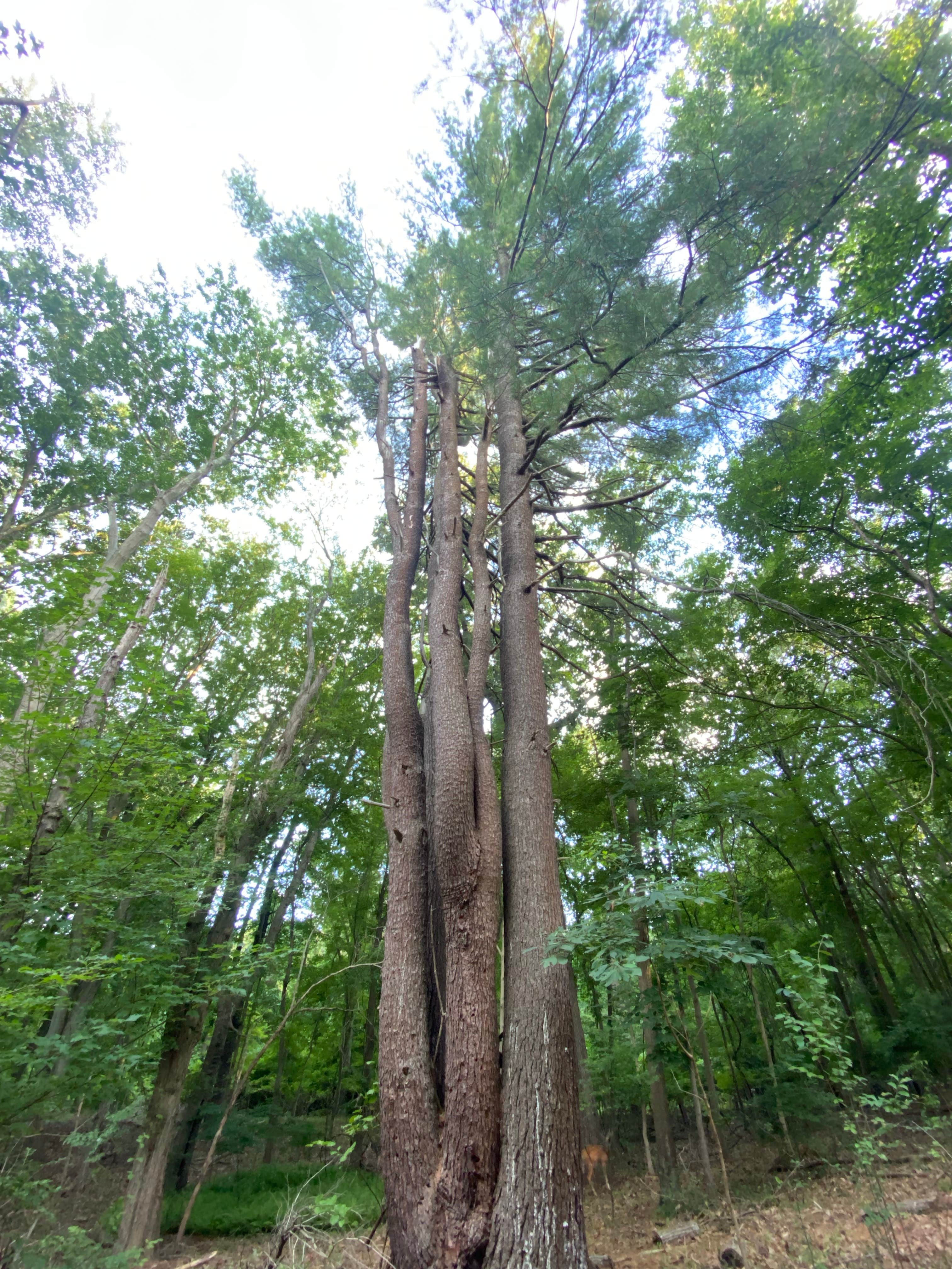 Camper-submitted photo at Blydenburgh County Park near Seaford, NY