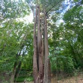 Review photo of Blydenburgh County Park by Christopher S., August 1, 2022