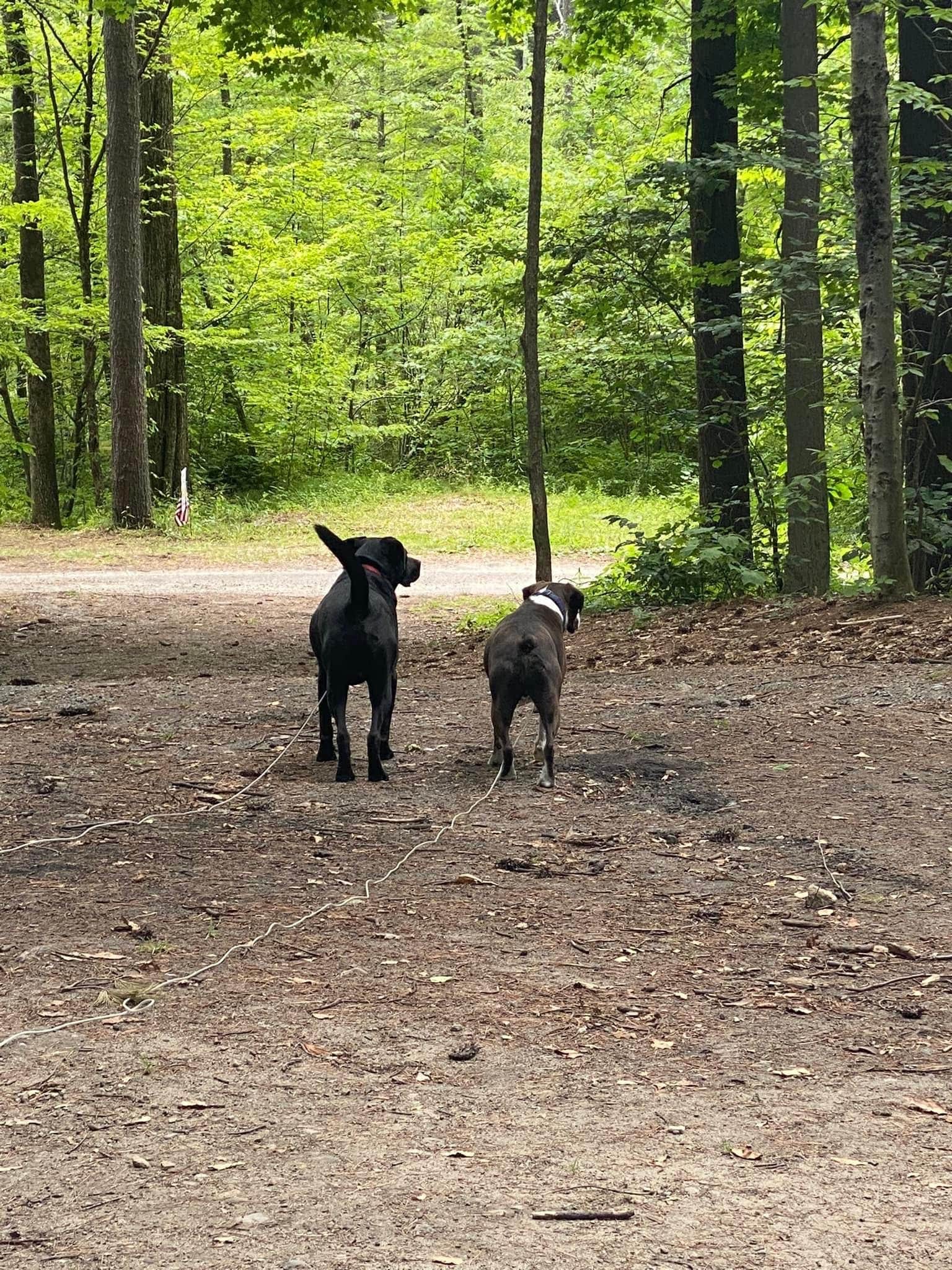 Andrzej K.'s photo of camping with pets at Rogers Rock Campground near Crown Point, NY