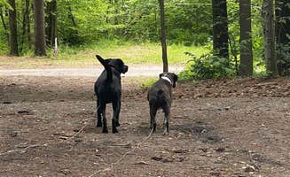 Andrzej K.'s photo of camping with pets at Rogers Rock Campground near Adirondack, NY