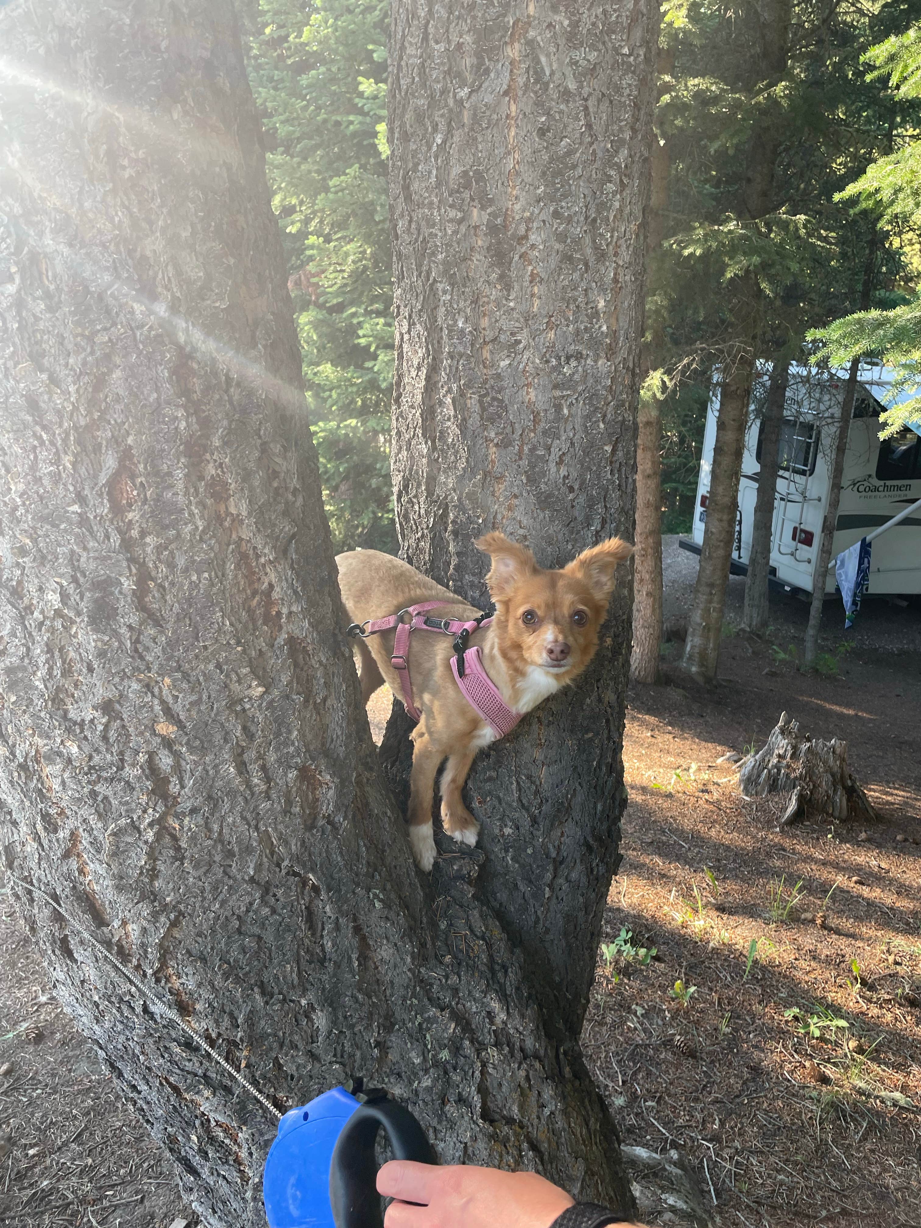 Justin's photo of camping with pets at Hood Creek Campground near Custer Gallatin National Forest