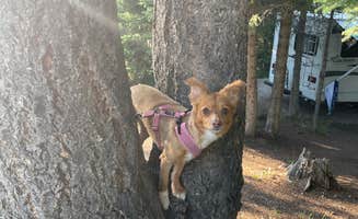 Justin's photo of camping with pets at Hood Creek Campground near Custer Gallatin National Forest