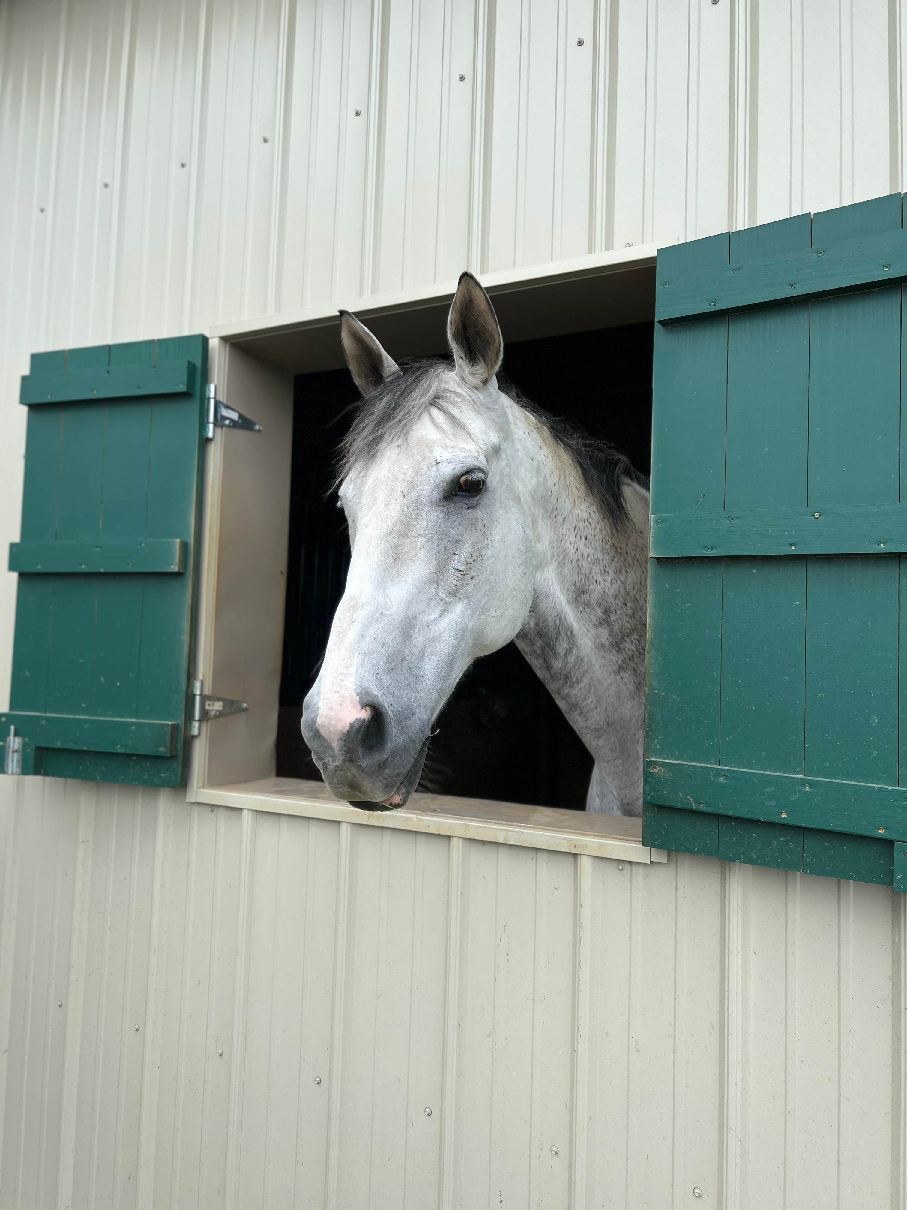 Camper submitted image from Mane Gait Equestrian Center - 4