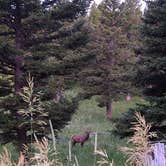 Review photo of South Fork Brackett Creek Dispersed Site by Kimberly L., August 2, 2022