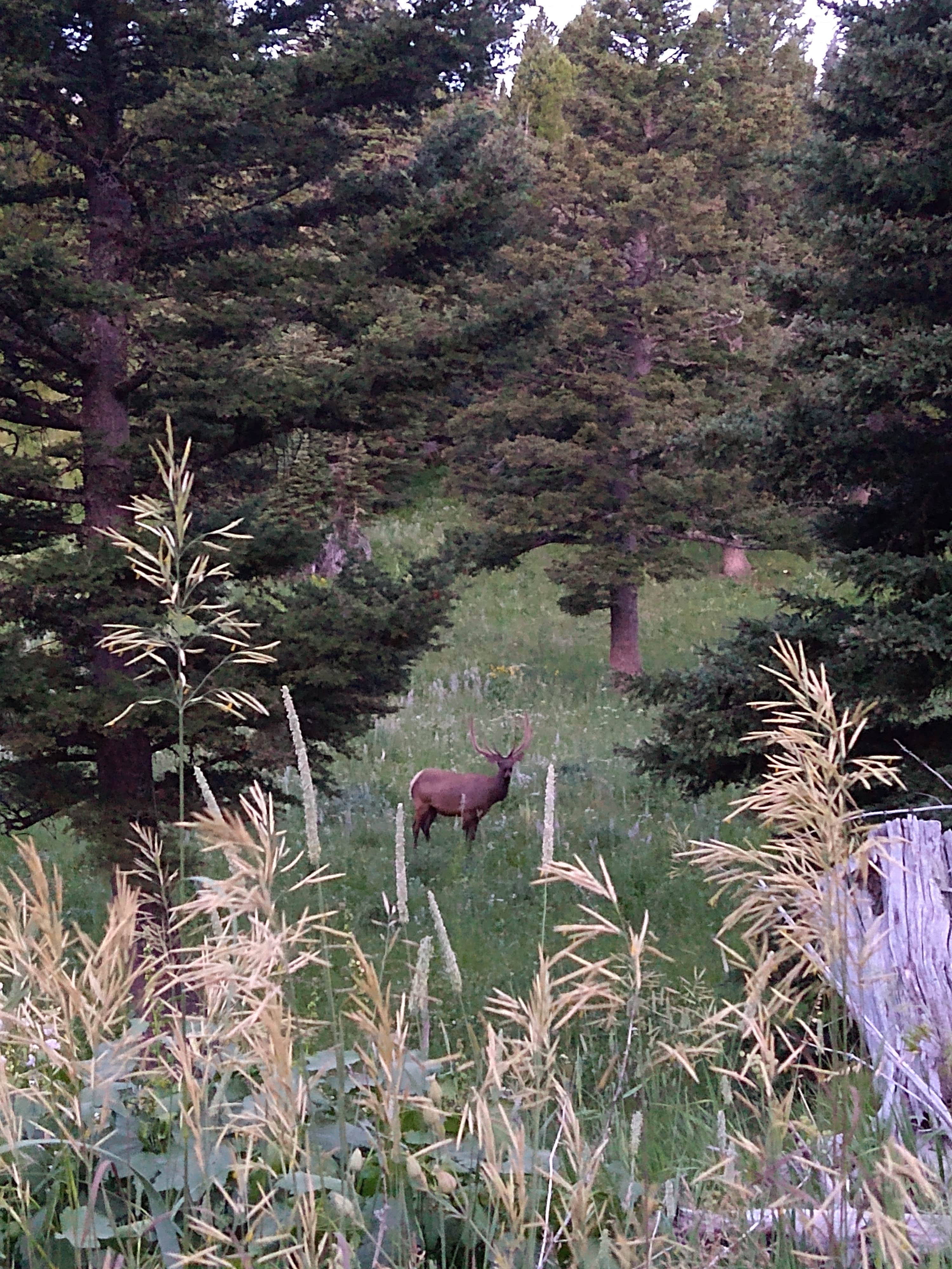 Camper submitted image from South Fork Brackett Creek Dispersed Site - 3