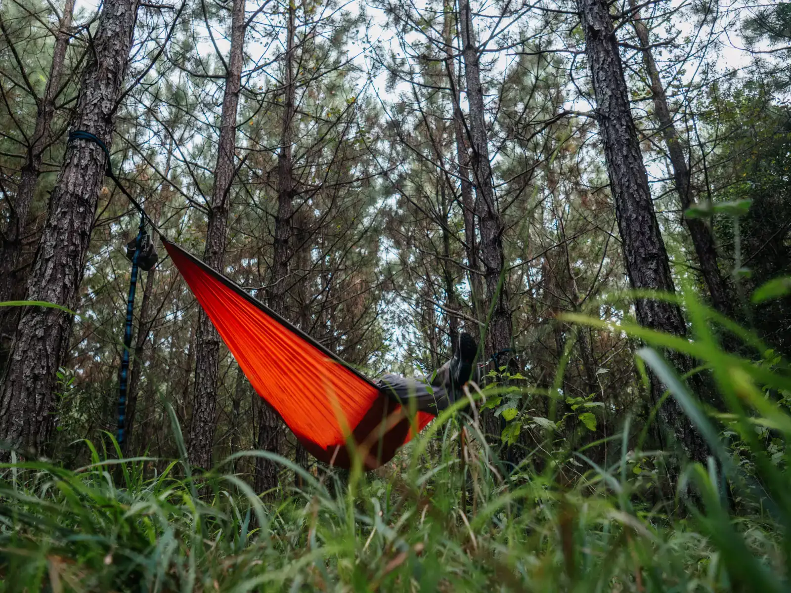 Camper-submitted photo at Donna's Hammock Hideaway near White Hall, AR