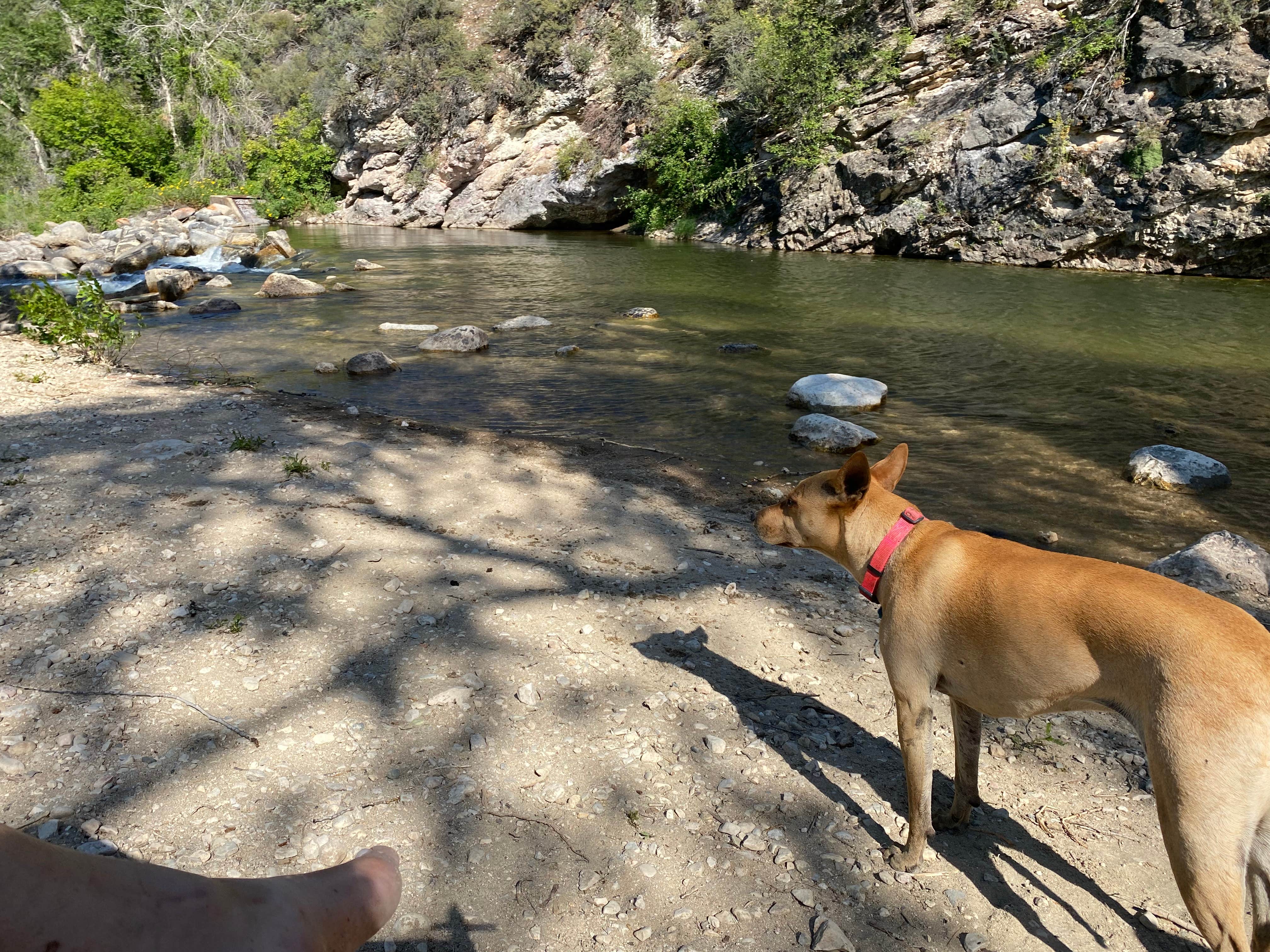 Halie N.'s photo of camping with pets at Tongue River Campground near Wolf, WY