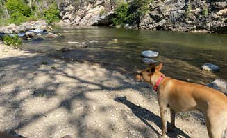 Halie N.'s photo of camping with pets at Tongue River Campground near Wolf, WY