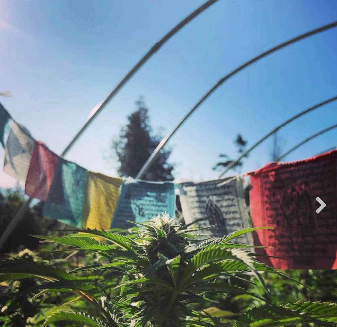 Camper-submitted photo at High Vibes near Ferndale, CA