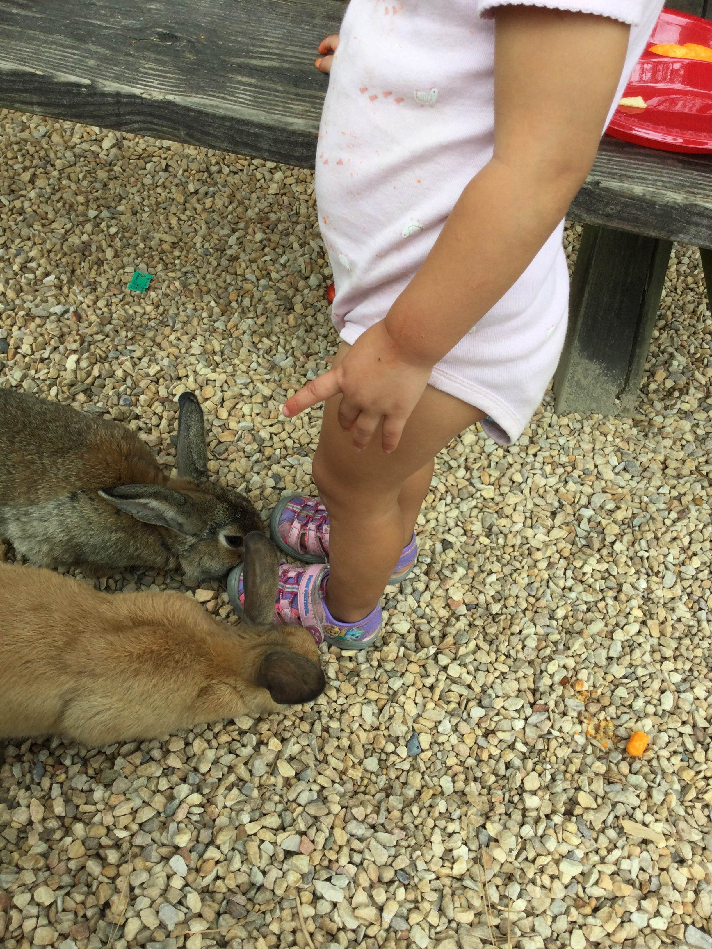 kristine's photo of camping with pets at Shenandoah Valley Campground near Harrisonburg, VA