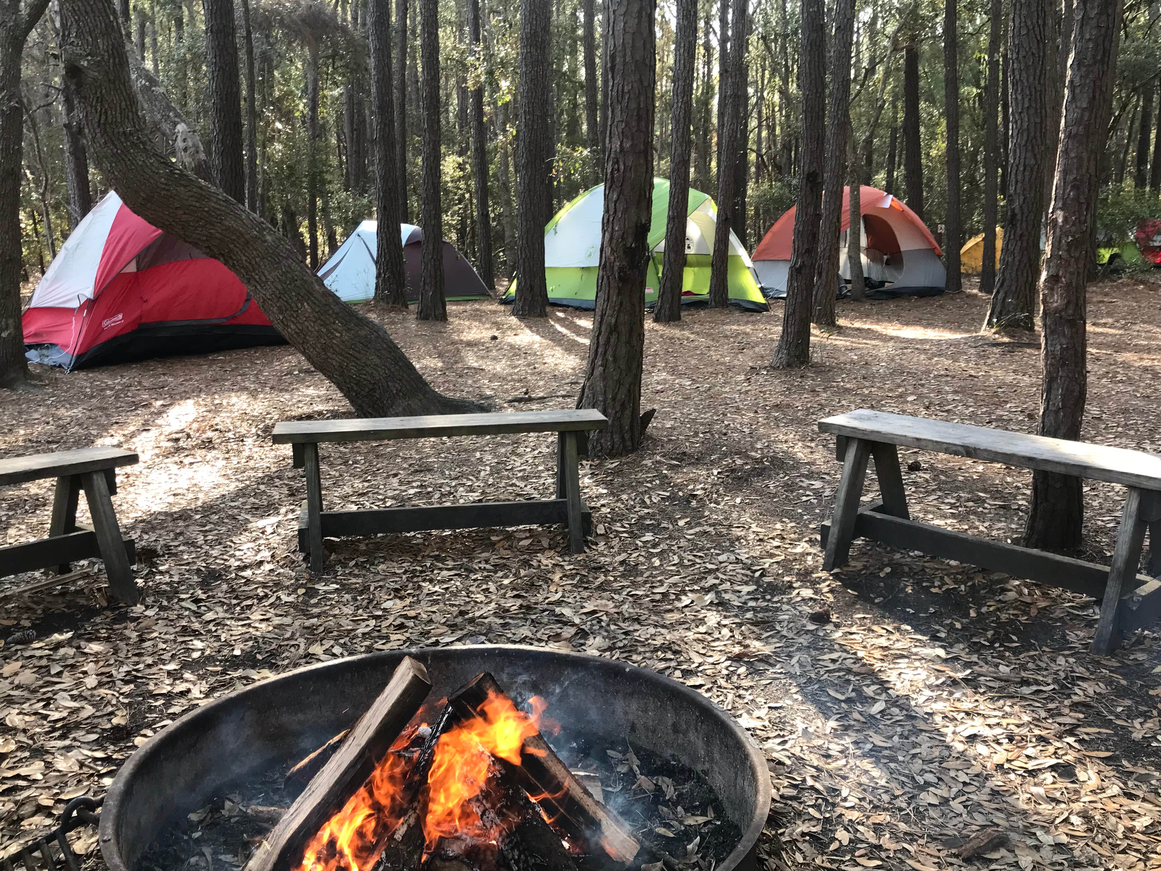 Ginger P.'s photo at Huntington Beach State Park Campground in South Carolina