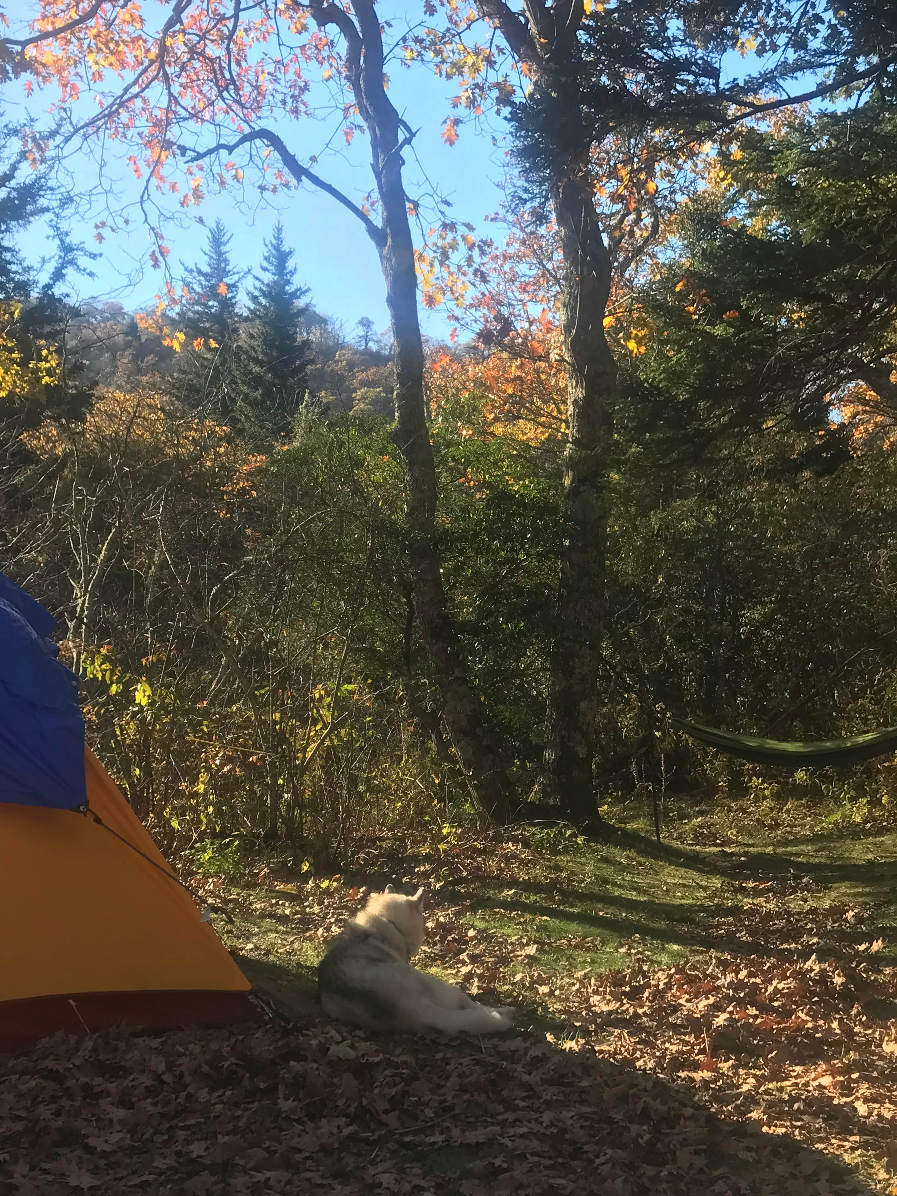 Ginger P.'s photo at Mount Pisgah Campground near Candler, NC
