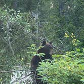 Review photo of Glacier Campground by Rachel B., August 2, 2022