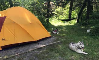 Ginger P.'s photo of camping with pets at Mount Pisgah Campground near Brevard, NC