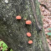 Review photo of Beaver Creek Valley State Park Campground by Alyssa D., August 3, 2022