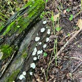 Review photo of Beaver Creek Valley State Park Campground by Alyssa D., August 3, 2022