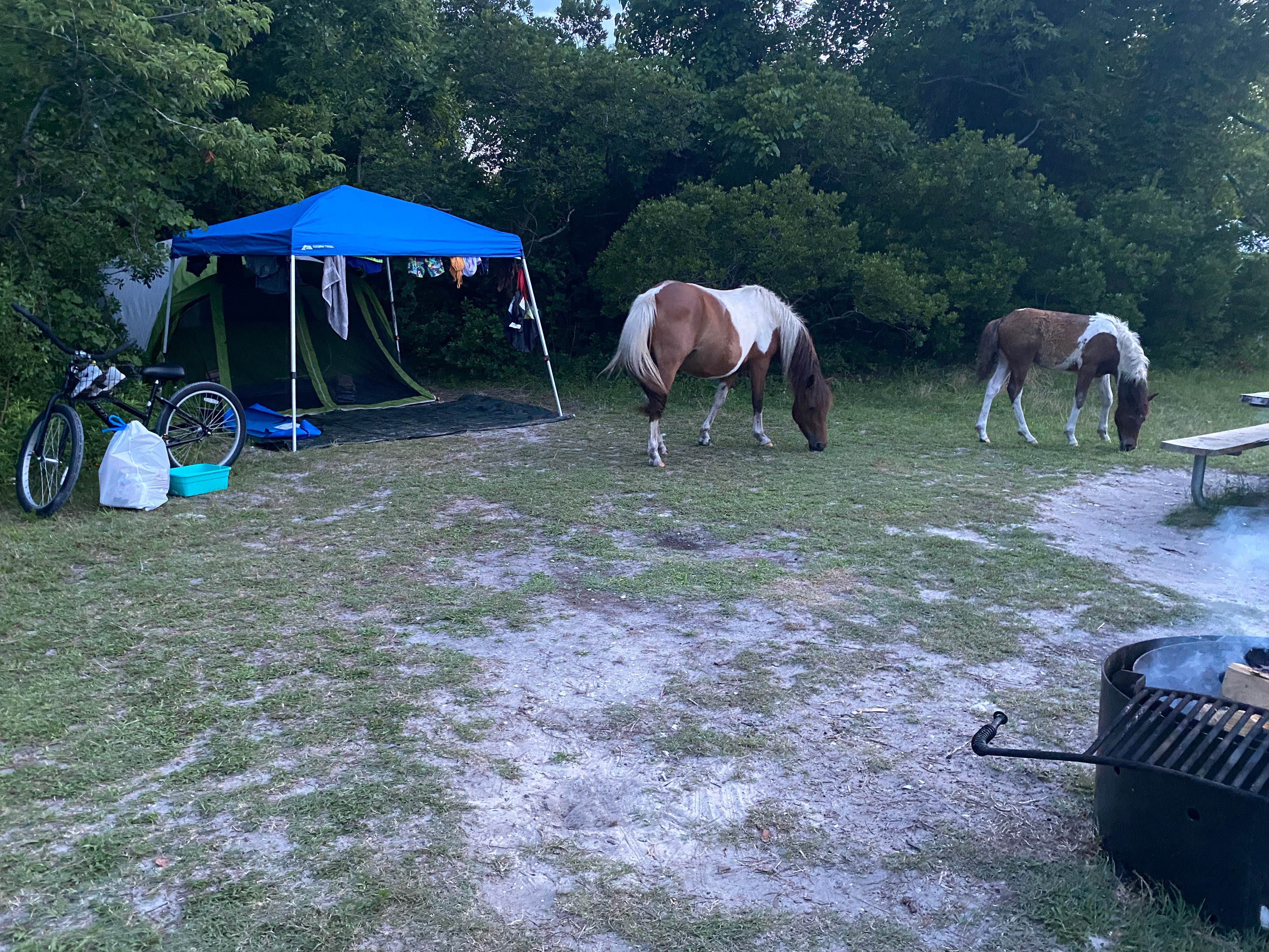 MsTrailBlazer 🏔.'s photo at Bayside Assateague Campground — Assateague Island National Seashore near Girdletree, MD