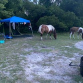 Review photo of Bayside Assateague Campground — Assateague Island National Seashore by MsTrailBlazer 🏔., August 3, 2022