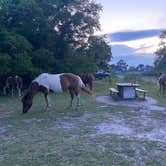 Review photo of Bayside Assateague Campground — Assateague Island National Seashore by MsTrailBlazer 🏔., August 3, 2022