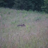 Review photo of Cades Cove Campground by Cara H., July 22, 2018
