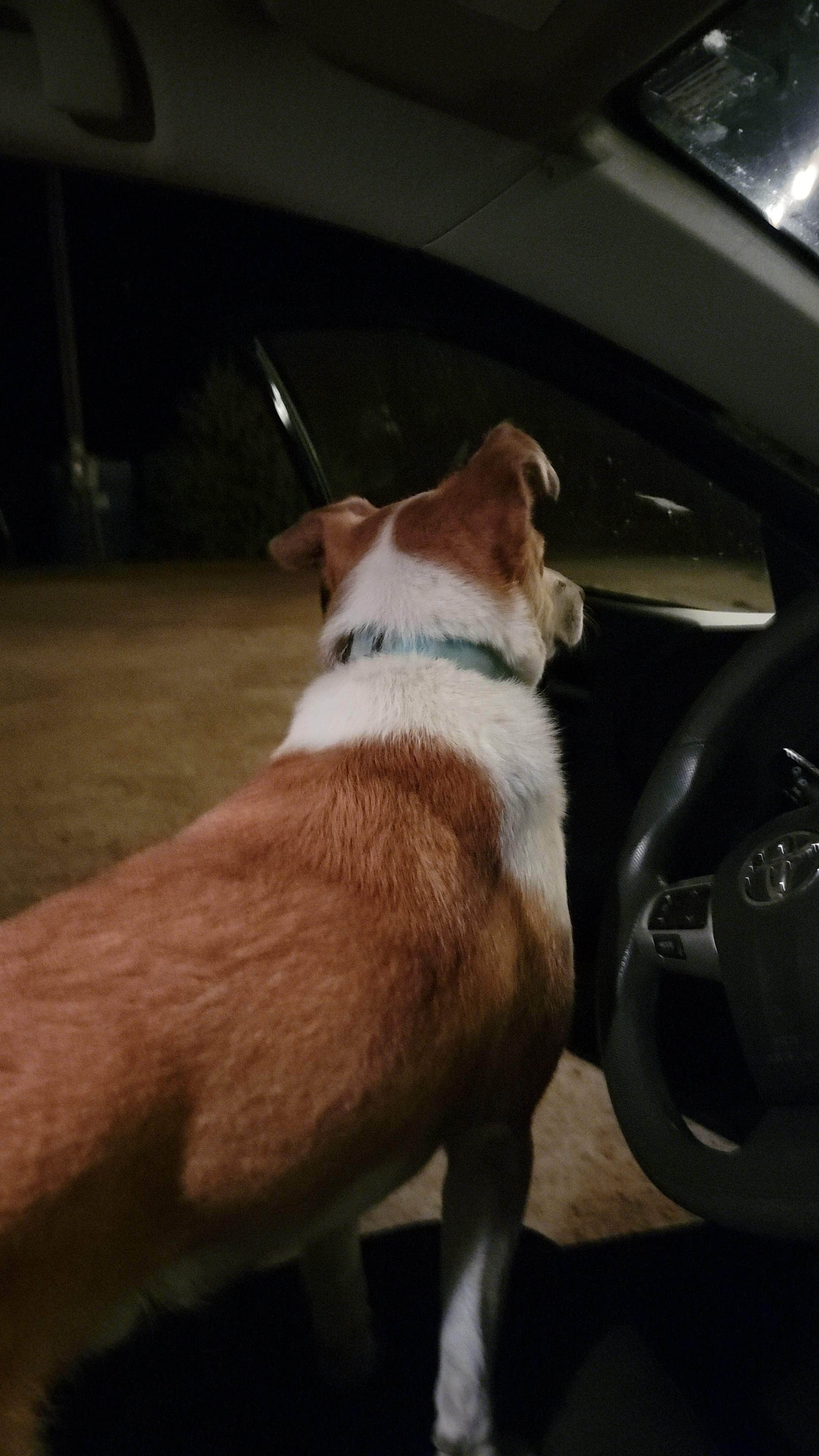 Sarah's photo of camping with pets at Wild Horse Hot Springs near Plains, MT