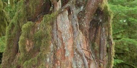 Camper submitted image from Camp Creek Olympic Discovery Trailhead