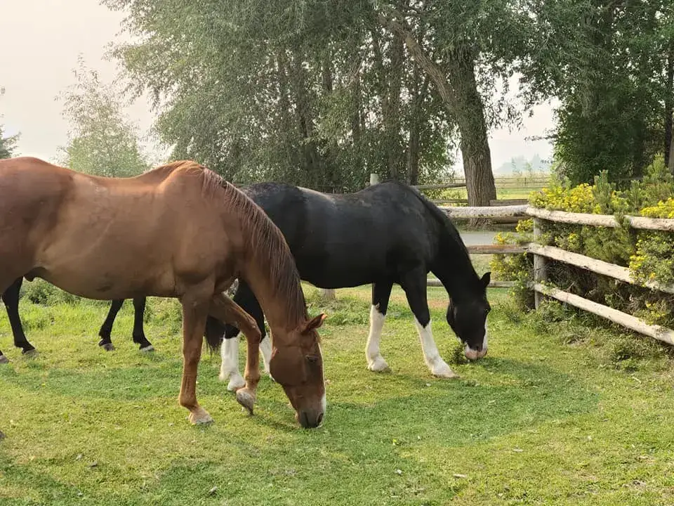 Camper-submitted photo at Kraay's Market & Garden near Bellevue, ID