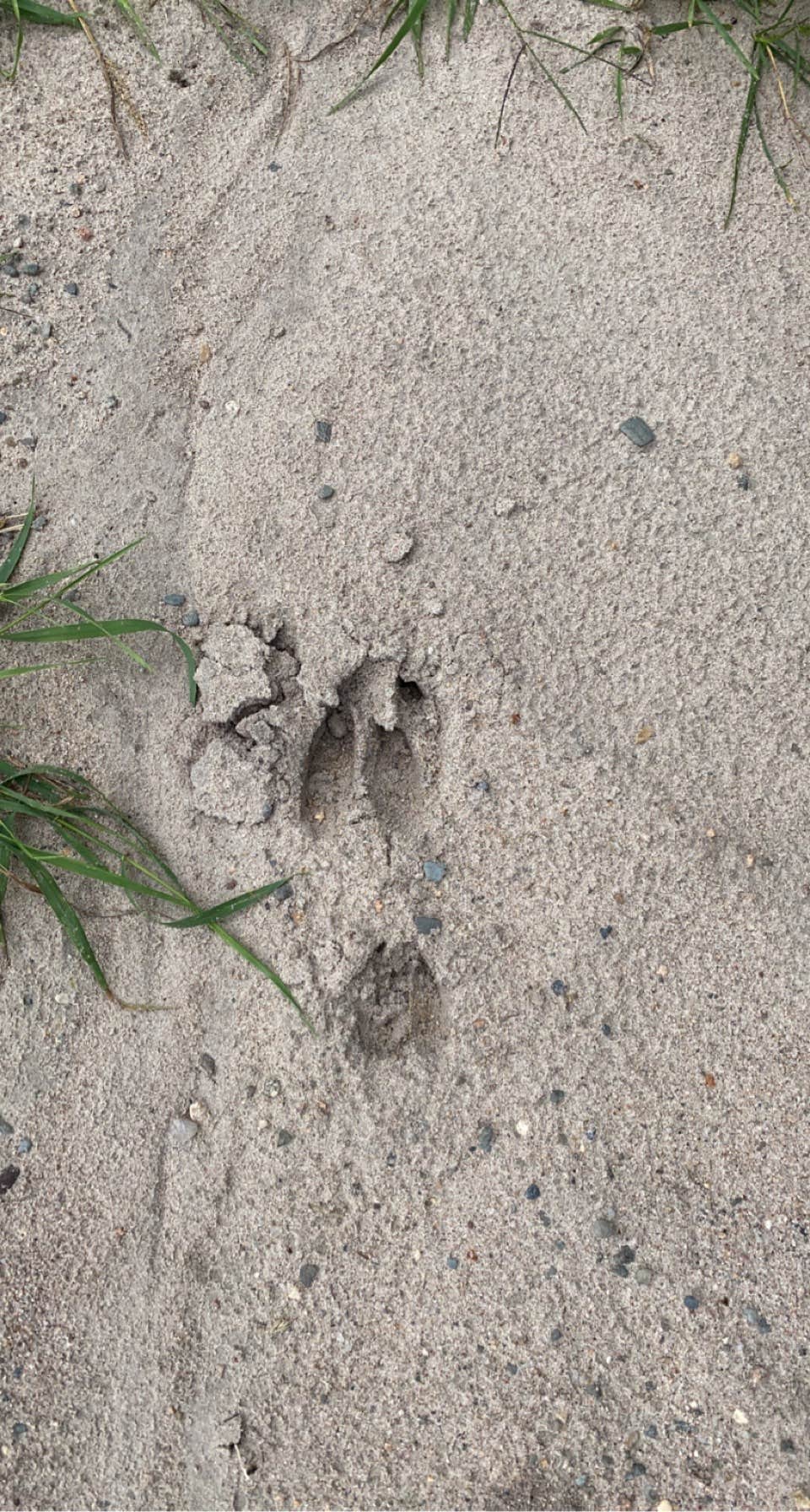 Camper-submitted photo at Little Gulch Lake canoe campsite near Blackduck, MN
